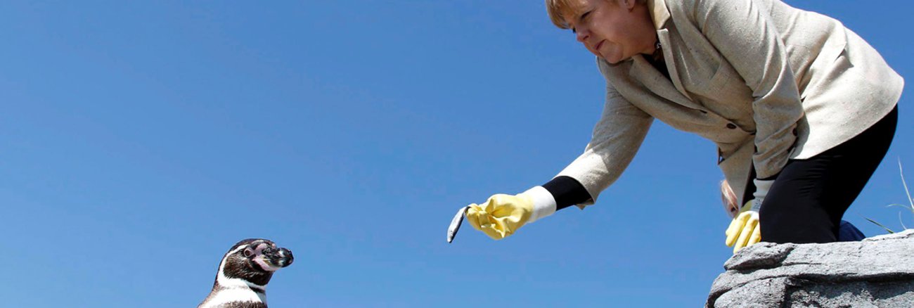 Angela Merkel trägt gelbe Gumminhandschuhe und streckt einem Pinguin einen Fisch hin © ddp images